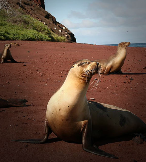 Three sea lions look into the distance as they sit upright on the sand of a Galapagos Island beach.
