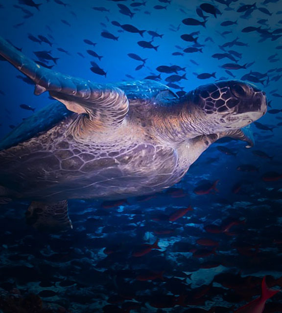 A swimming turtle surrounded by a school of fish in the waters off the Galapagos Islands.