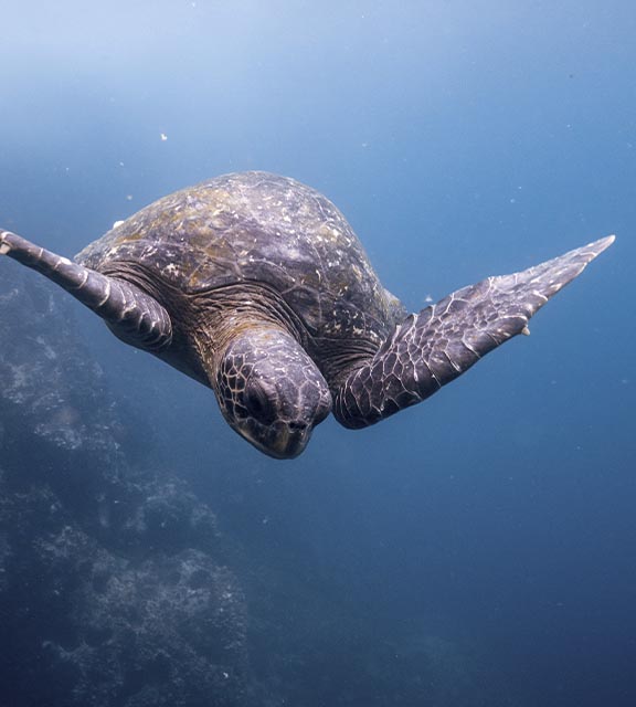 A swimming turtle surrounded by a school of fish in the waters off the Galapagos Islands.