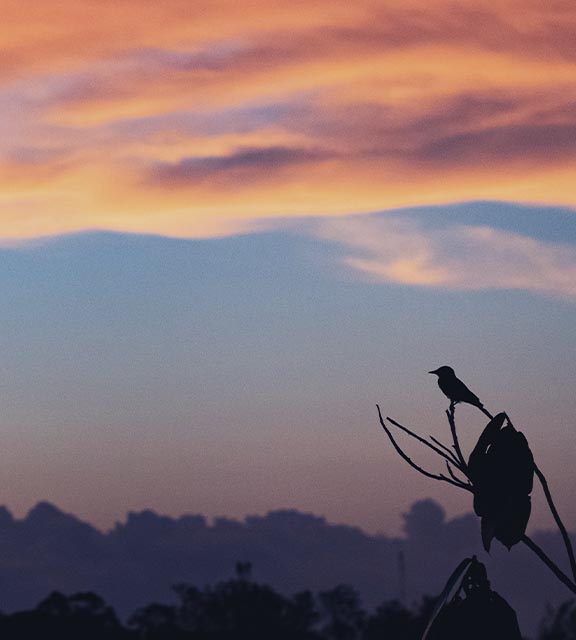 The silhouette of a bird perched on a branch at sunset in the Amazon Rainforest near Manaus.