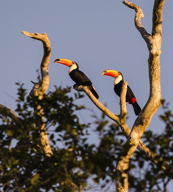 A pair of toucans perched on a barren tree branch in the Pantanal tropical wetland region.