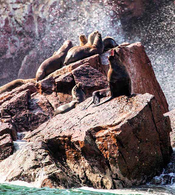 Sea lions on top of some small rock formations in the water off the coast of Paracas.