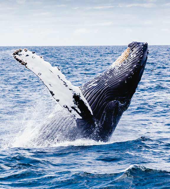 A whale leaping out of the water near the town of Puerto Madryn in Argentine Patagonia.