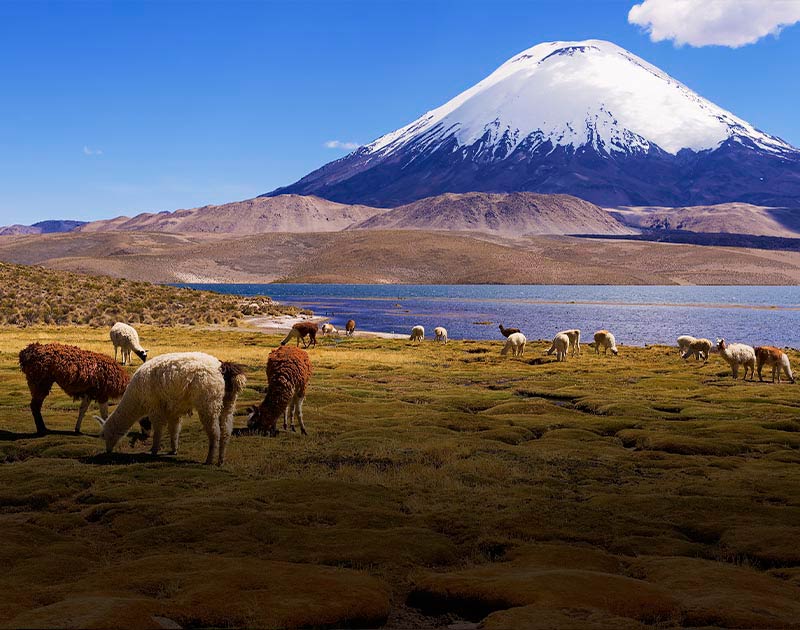 Groups of wild llamas grazing in front of the majestic snow-capped Parinacota Volcano.