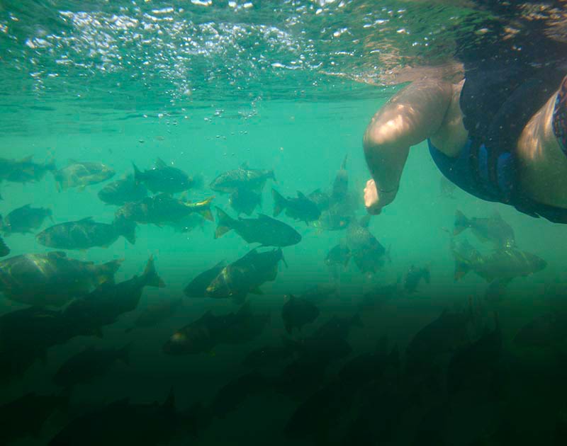 A person wearing a life jacket swimming next to a school of tropical fish in Bonito.