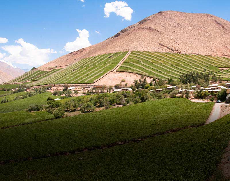 A large vineyard lining a hillside in the Elqui Valley wine region near La Serena.