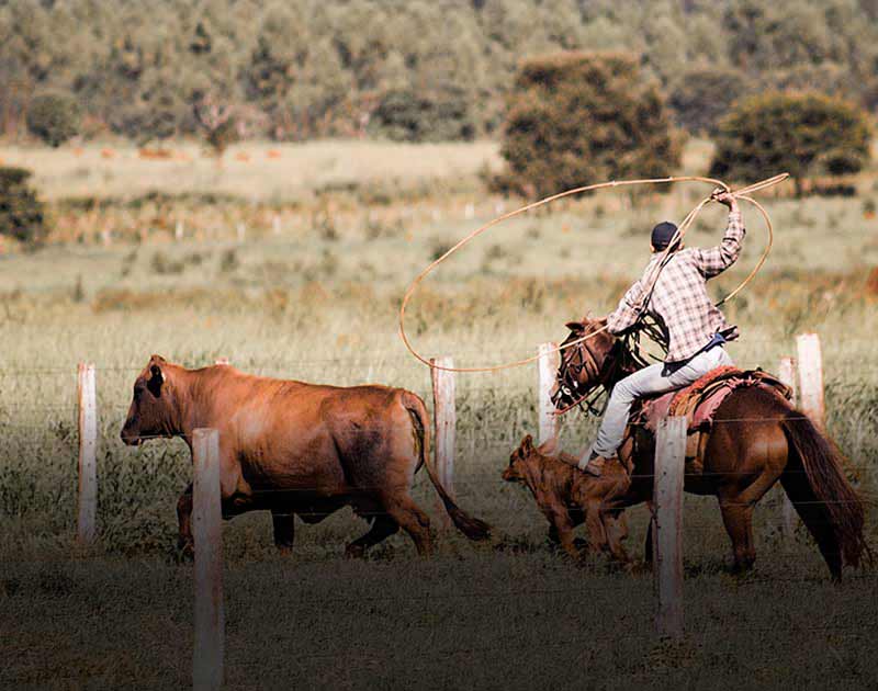 A gaucho, a type of South American cowboy, on horseback lassoing a cow in the Pantanal.