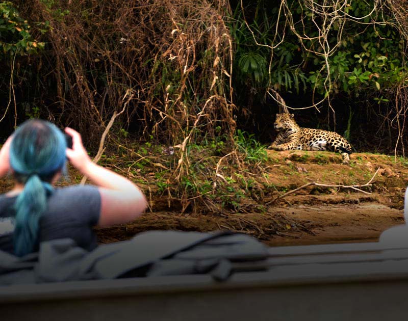 A woman taking a photo of a relaxing jaguar from a boat traveling on a river in the Pantanal.