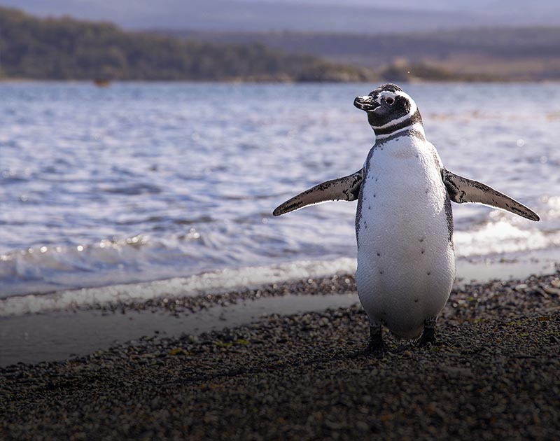 A penguin walking on a pebble-covered beach near Puerto Madryn in Argentina Patagonia.