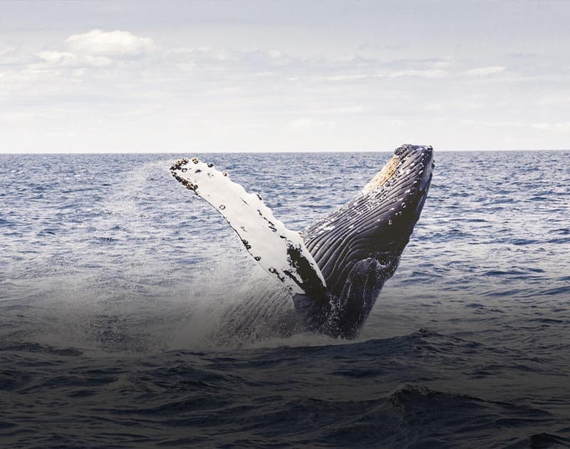 A whale leaping out of the water near the town of Puerto Madryn in Argentine Patagonia.