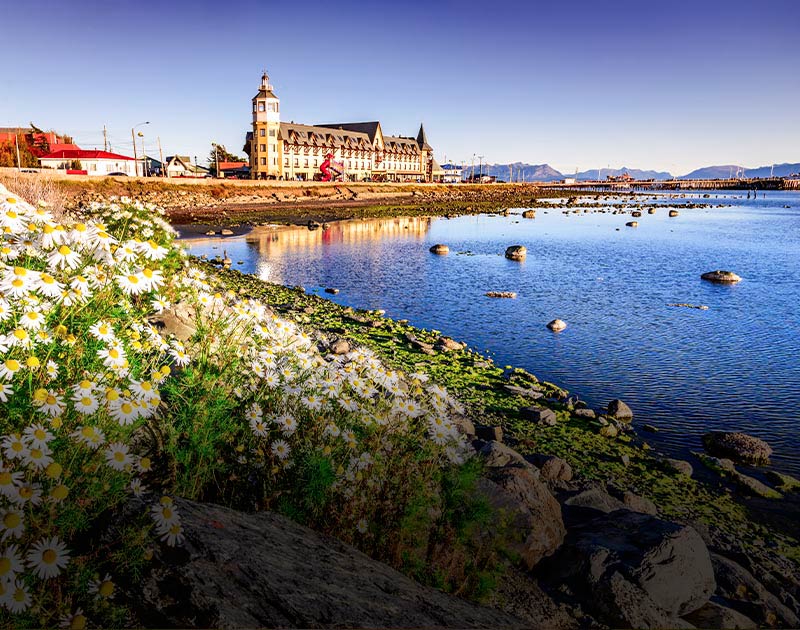 A field of flowers along the rocky coastline next to the Hotel Costaustralis in Puerto Natales.