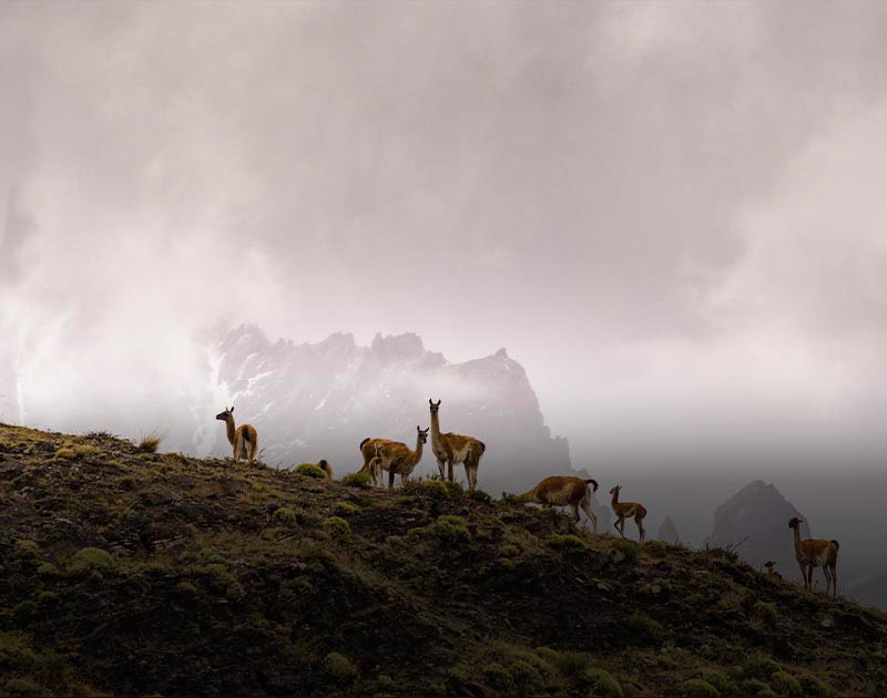 A group of guanacos at the top of a hill with the Andes Mountains in the background.