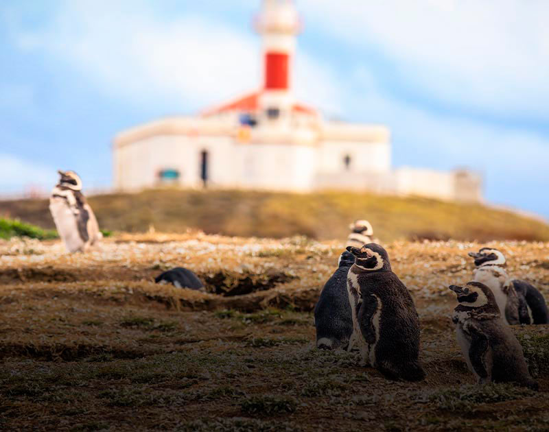 Several Magellanic penguins on a beach in Punta Arenas with a building visible in the background.