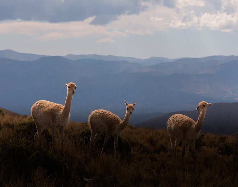Three vicunas in a grassy area near Salta, with mountainous landscapes as a backdrop.