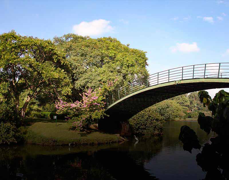 Lush greenery and trees surrounding a bridge crossing over a stream at Parque Ibirapuera.