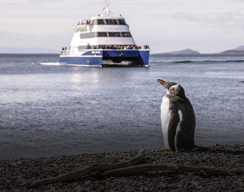 A crowd of people observing a penguin from the deck of a cruise ship in Ushuaia.