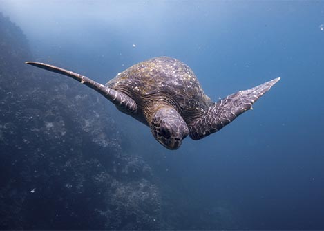 A sea turtle swimming through blue-tinted water near a coral reef in the Galapagos Islands.