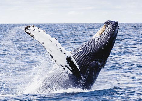 A whale leaping out of the water near Puerto Madryn, a perfect destination for lovers of wildlife.
