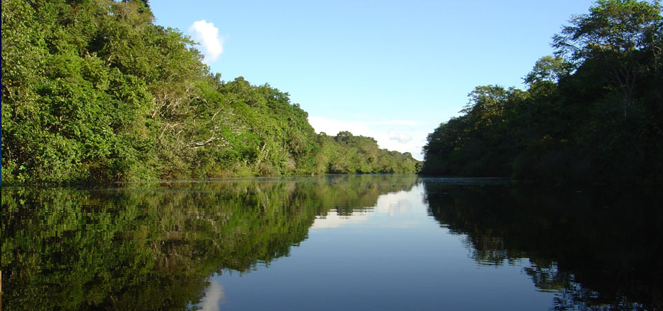 Green forest surrounding a river in the Amazon Rainforest, with the trees reflected in the water.