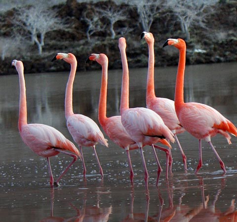 Several bright pink flamingos congregating in some shallow water in the Galapagos Islands.