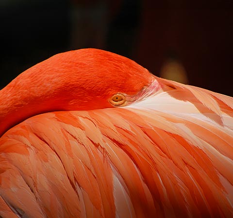 A close-up view of a pink flamingo in the Galapagos Islands with its beak tucked into its wing.