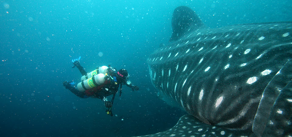 A scuba diver swimming next to an enormous whale in the waters off the Galapagos Islands.