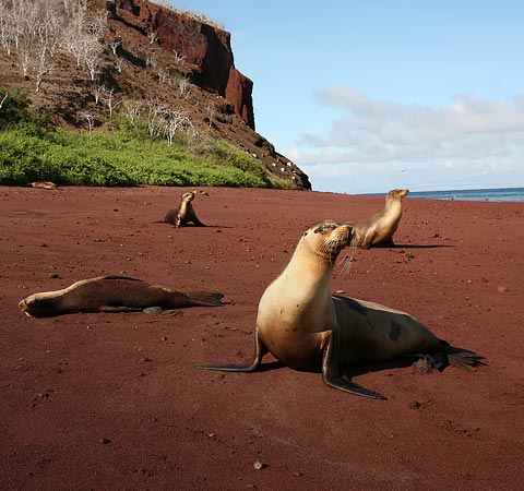 Several sea lions sunbathing on a scenic red sand beach in the Galapagos Islands.