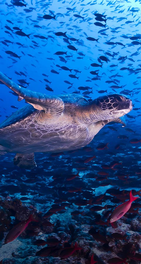 A turtle swimming among a school of colorful fish in the blue waters off the Galapagos Islands.