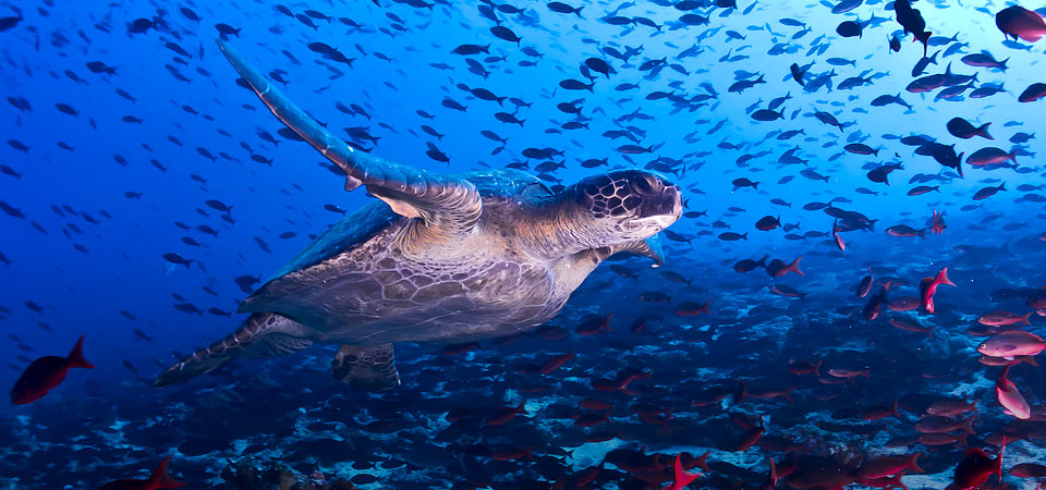 A turtle swimming among a school of colorful fish in the blue waters off the Galapagos Islands.