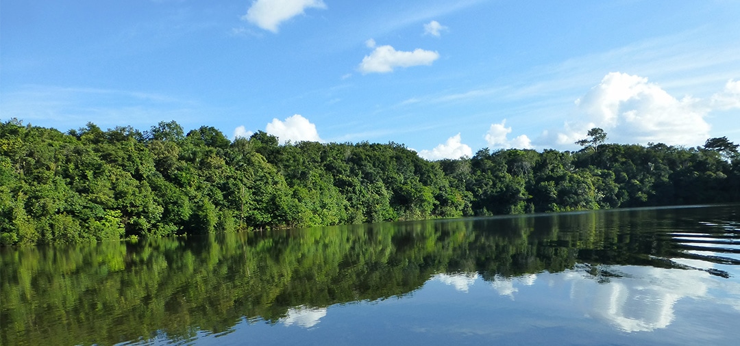 A river surrounded by dense forest in the Brazilian Amazon Rainforest near Manaus.