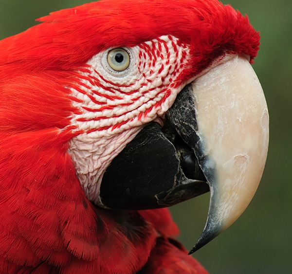 Close-up view of a scarlet macaw in the Amazon Rainforest near the Brazilian city of Manaus.