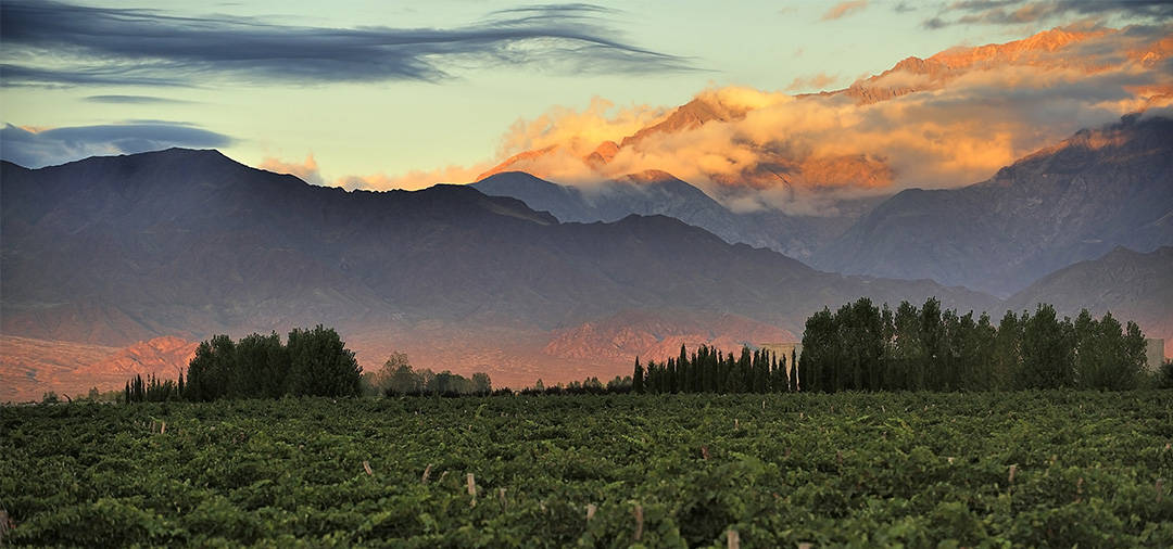 The rugged landscapes of the Andes Mountains overlook a vineyard as the sun sets in Mendoza.