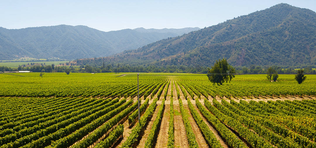 Rows of grapes overlooked by tree-covered mountains at a vineyard in Viña del Mar.