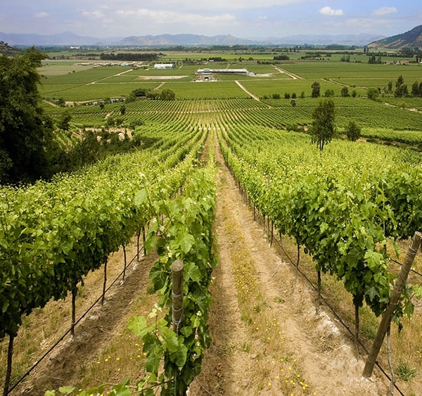 Rows of grapes extending off into the distance at a vineyard in the Maipo Valley near Santiago.