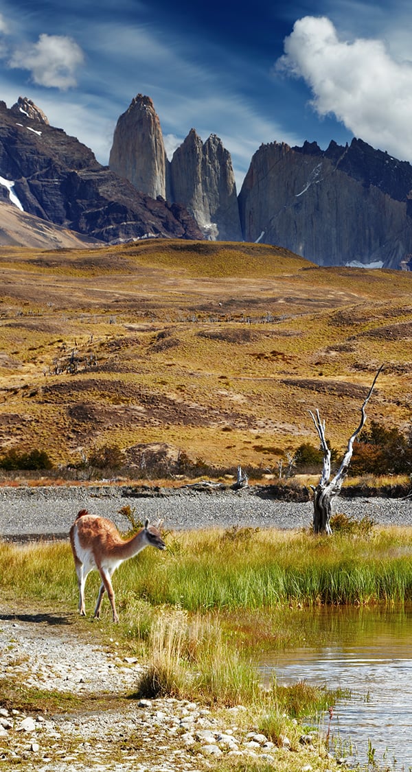 A vicuña wading through a small pond next to a field in Torres del Paine National Park.