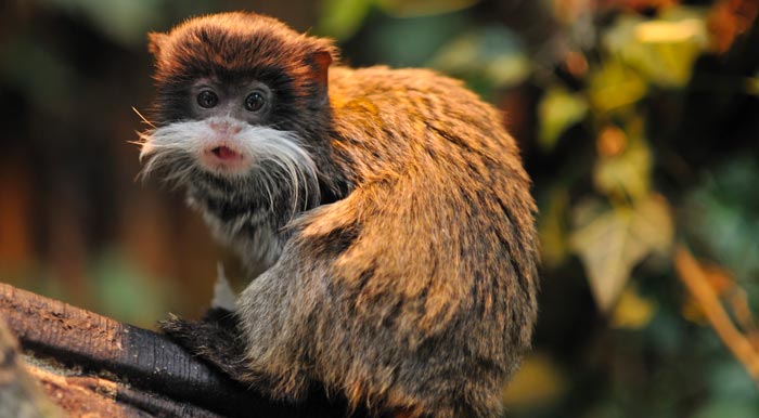 An Emperor Tamarin monkey staring at something while perched on a branch in the Amazon Rainforest.