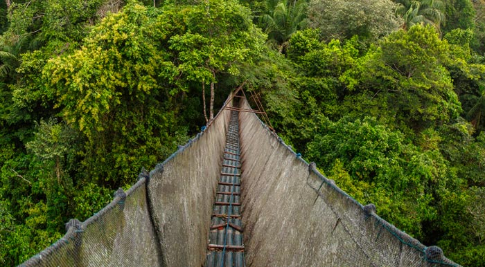 A narrow canopy walk overlooking the lush jungle greenery of the Amazon Rainforest.