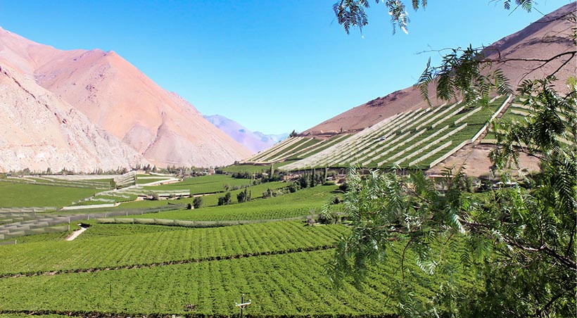 A vast vineyard surrounded by Andean mountain landscapes in Chile’s Elqui Valley.