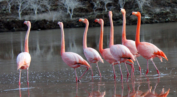 Several bright pink flamingos congregating in some shallow water in the Galapagos Islands.