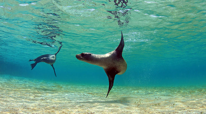A pair of sea lions swimming in some shallow blue water in the Galapagos Islands.