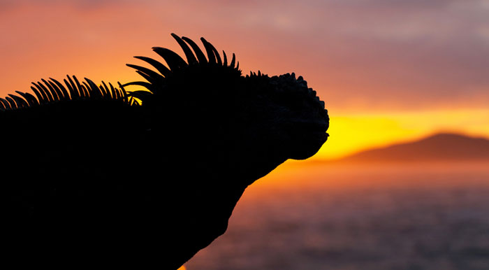 The silhouette of a Galapagos iguana with a beautiful orange sunset as a backdrop.