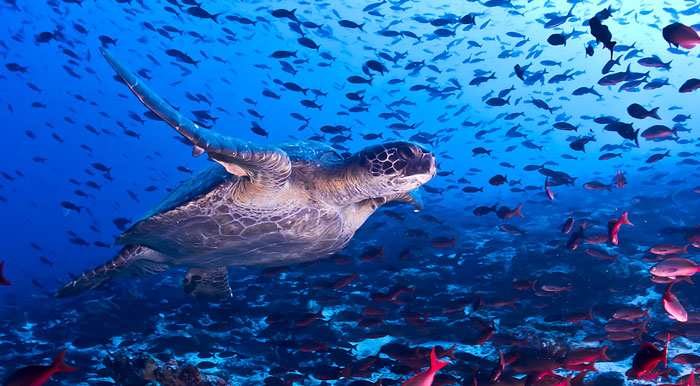 A turtle swimming among a school of colorful fish in the blue waters off the Galapagos Islands.