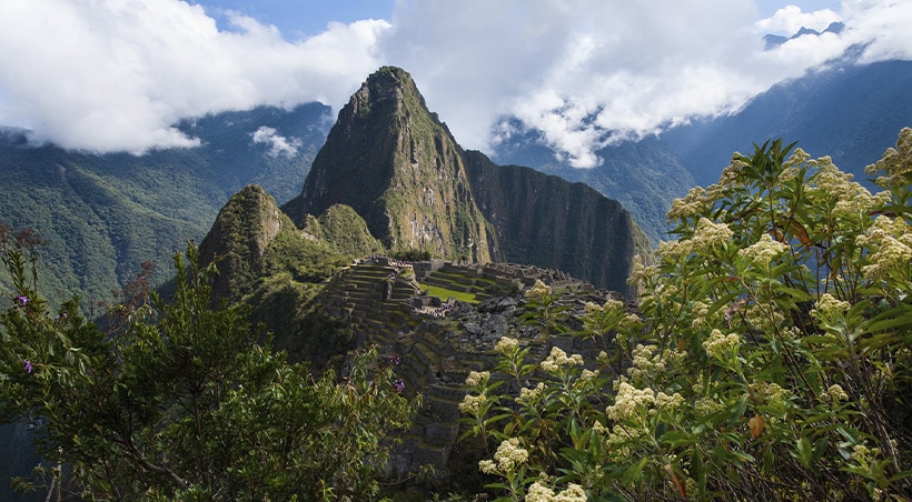 Wild flowers overlooking Machu Picchu, considered one of the New 7 Wonders of the World.