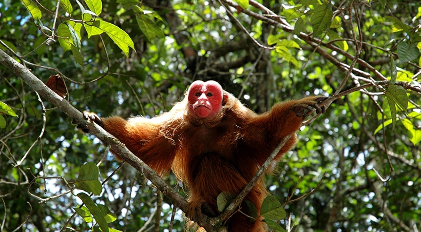 An uakari monkey with a characteristic bright red face perched in a tree in the Amazon Rainforest.