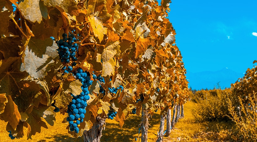 Bright blue grapes and orangish yellow leaves against a bright blue sky at a vineyard in Mendoza.