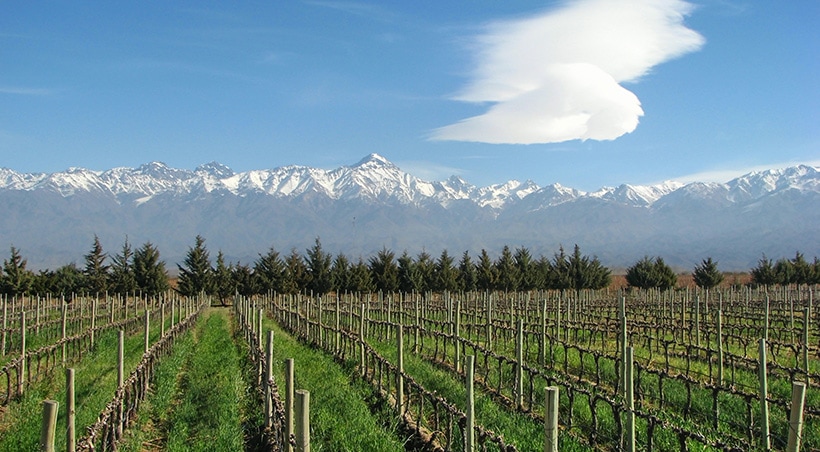 A vineyard overlooked by the snow-capped Andes Mountains in the wine-producing region of Mendoza.