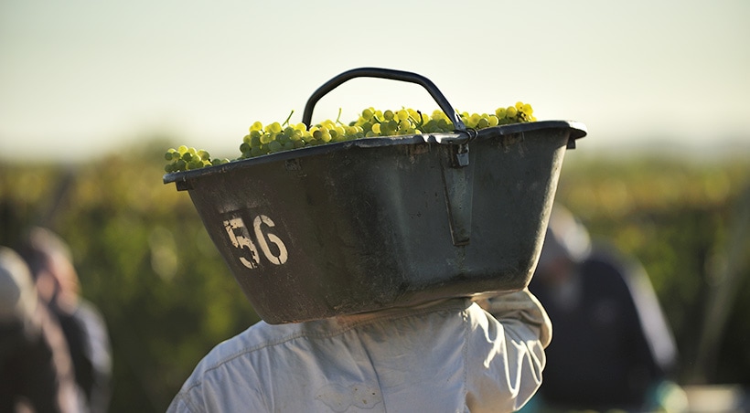 Man carrying a container full of green grapes during harvesting time at a vineyard in Mendoza.