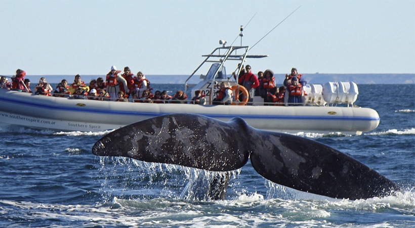 A whale's tail extending out of the water as a boat full of people watch near the Valdes Peninsula.