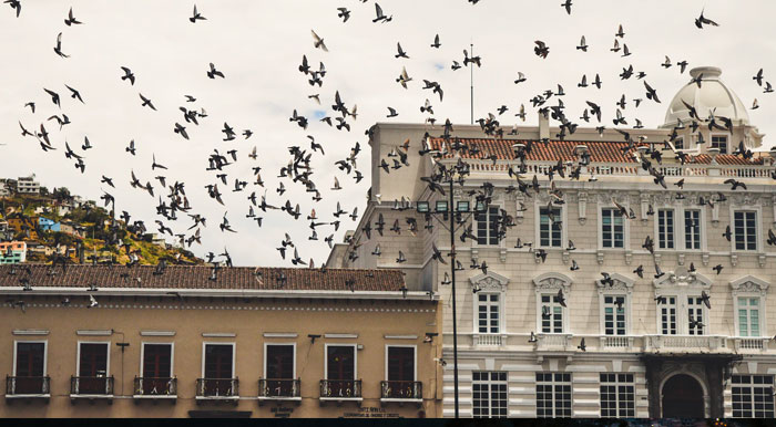 Dozens of birds flocking in front of a pair of old buildings in the historic center of Quito.