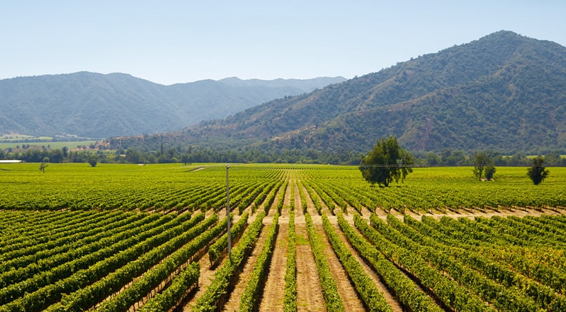 Rows of grapes overlooked by tree-covered mountains at a vineyard in Viña del Mar.